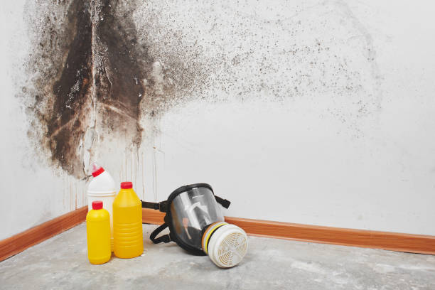 Best Mold Damage Repair  in Seville, OH