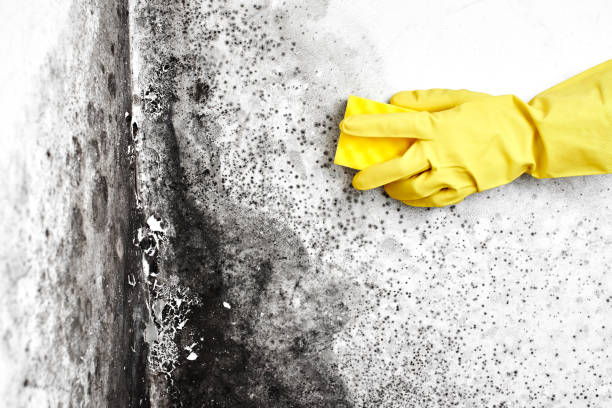 Best Home Mold Removal  in Seville, OH