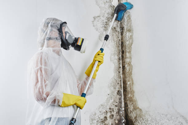 Best Professional Mold Removal  in Seville, OH