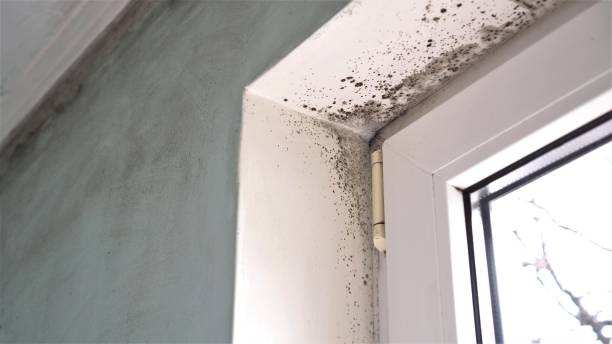 Best Black Mold Removal  in Seville, OH