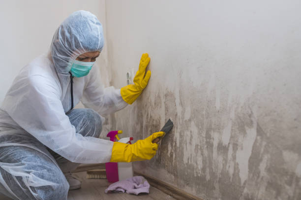 Best Residential Mold Removal  in Seville, OH