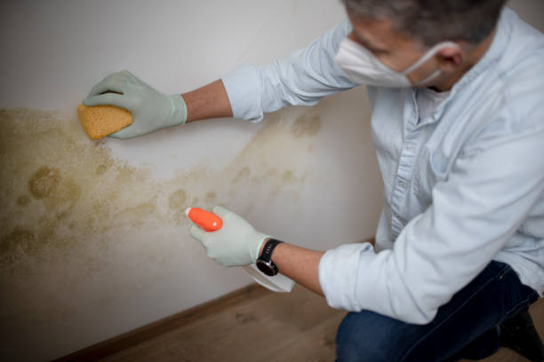 Best Black Mold Removal  in Seville, OH