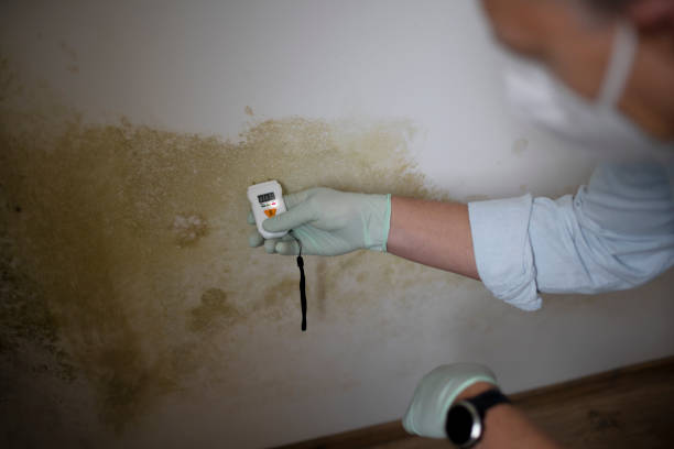 Mold Removal Process in Seville, OH