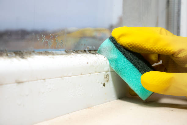 Best Mold Damage Repair  in Seville, OH