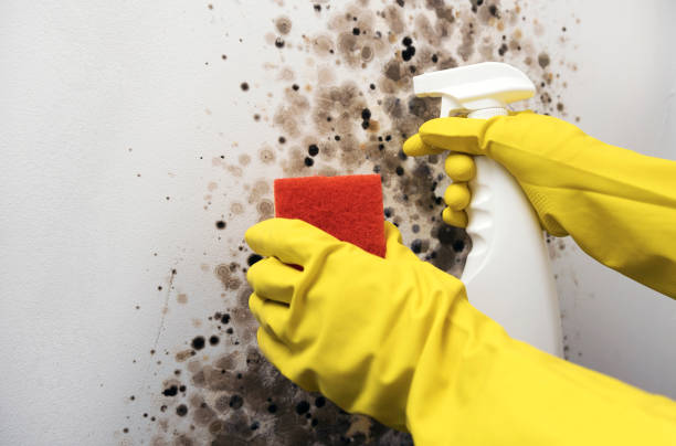 Best Attic Mold Removal  in Seville, OH