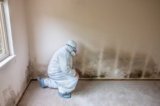 Best Fast Mold Removal  in Seville, OH