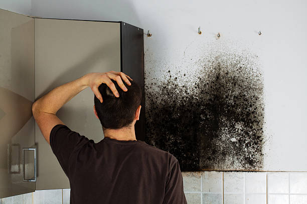 Best Affordable Mold Removal  in Seville, OH