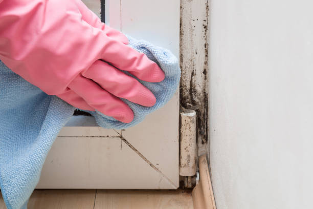 Best Mold Remediation  in Seville, OH